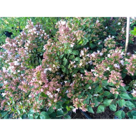 Photo d'un Raspberry Profusion® Feuillage brillant
