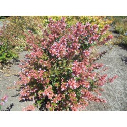 fleurs parfumées