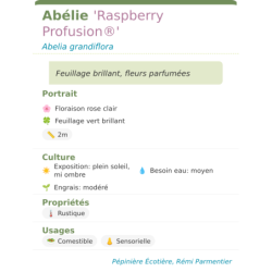 Photo d'un Raspberry Profusion® Feuillage brillant
