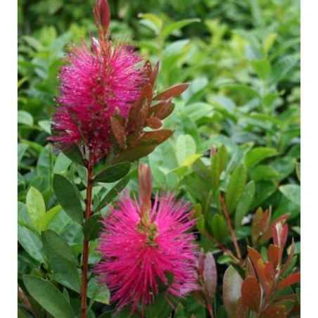 Photo d'un Hot Pink® Persistant