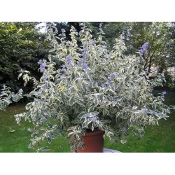 Photo d'un White surprise Floraison longue