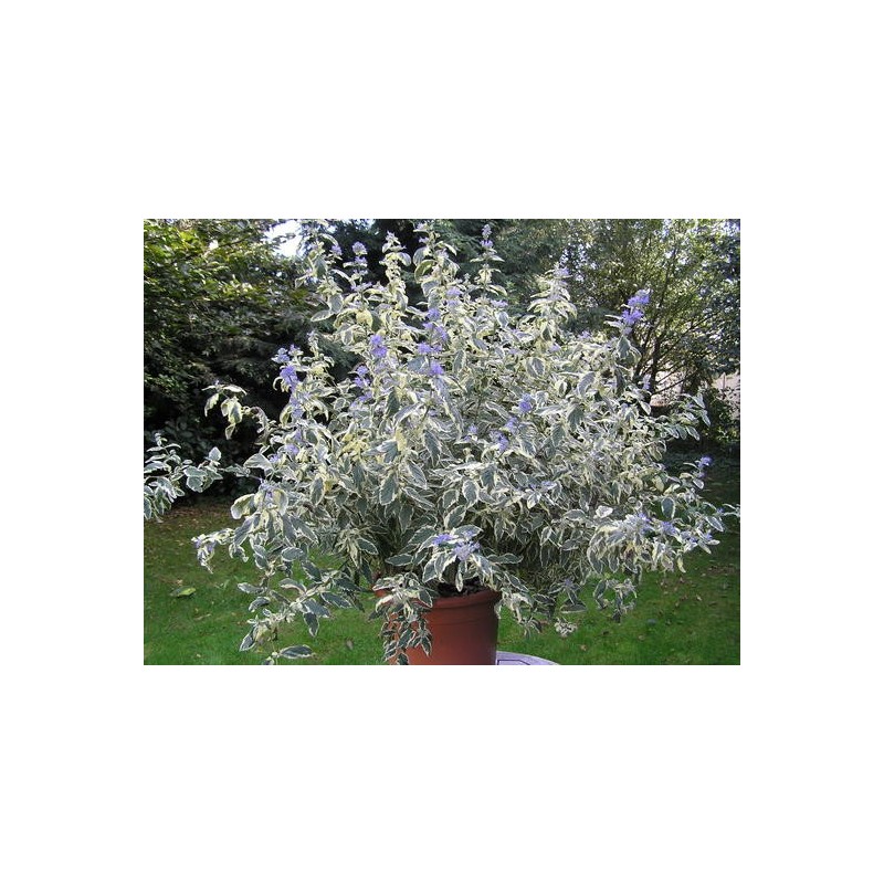 Photo d'un White surprise Floraison longue
