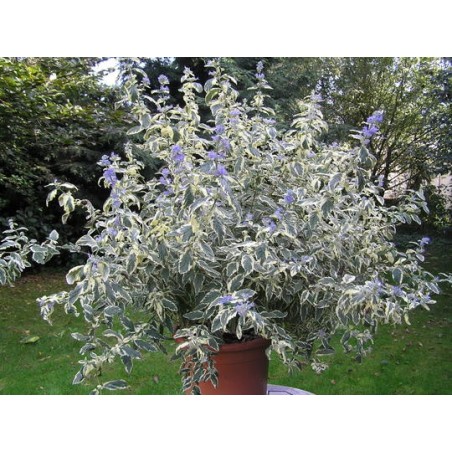Photo d'un White surprise Floraison longue
