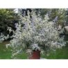 Photo d'un White surprise Floraison longue