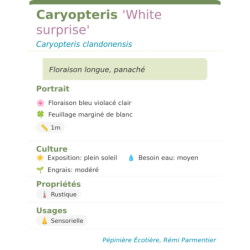 Photo d'un White surprise Floraison longue