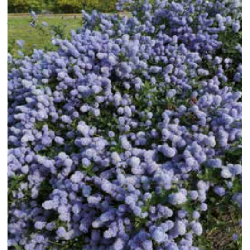 Photo d'un Blue diamond Persistant