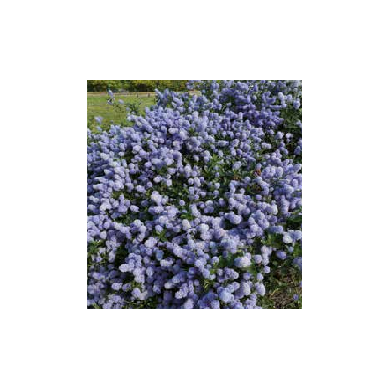 Photo d'un Blue diamond Persistant