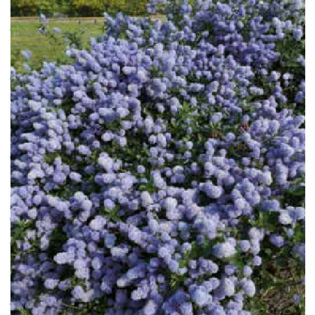 Photo d'un Blue diamond Persistant
