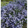 Photo d'un Blue diamond Persistant