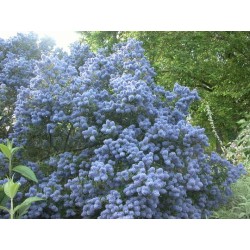  floraison bleue