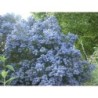  floraison bleue