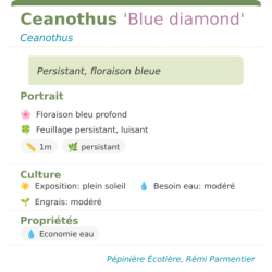 Photo d'un Blue diamond Persistant