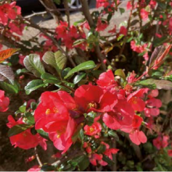 Photo d'un Red Kimono® Rustique