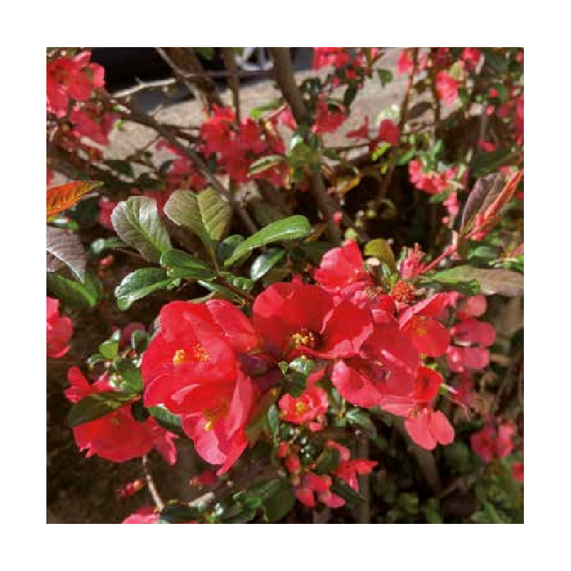 Photo d'un Red Kimono® Rustique