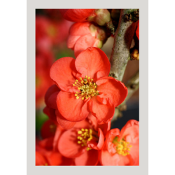  floraison précoce