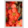 floraison précoce
