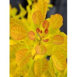 Photo d'un GOLDEN LADY® Orange doré