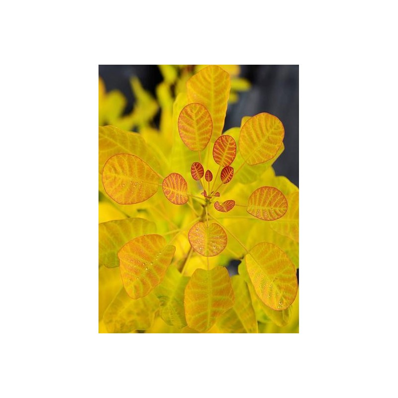 Photo d'un GOLDEN LADY® Orange doré