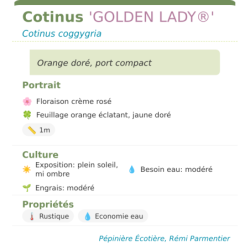 Photo d'un GOLDEN LADY® Orange doré