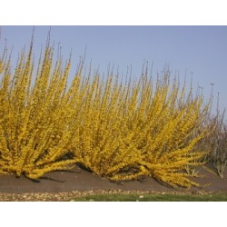 Photo d'un Week end® 'courtalin' Floraison dorée