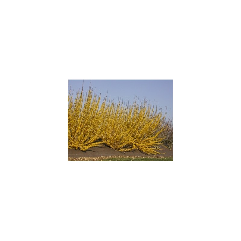 Photo d'un Week end® 'courtalin' Floraison dorée