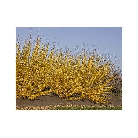 Photo d'un Week end® 'courtalin' Floraison dorée