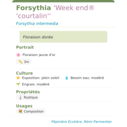 Fiche descriptive de Forsythia Week end courtalin