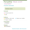 Fiche descriptive de Forsythia Week end courtalin