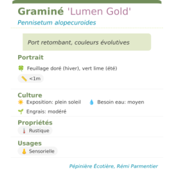 Photo d'un Lumen Gold Port retombant