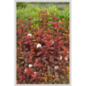 Photo d'un Diable D'Or® Couleurs chaudes