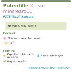  rose-crème