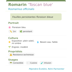 Fiche descriptive de Romarin Toscan blue