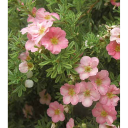Photo d'un Lovely pink ® Rose