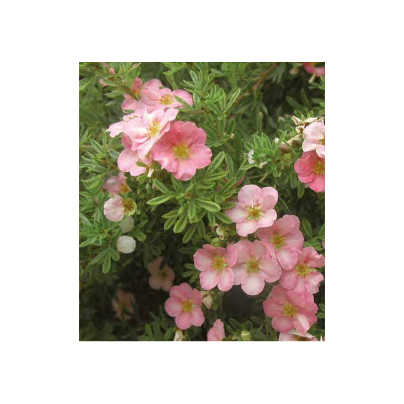 Photo d'un Lovely pink ® Rose