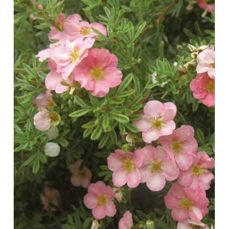 Photo d'un Lovely pink ® Rose