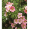 Photo d'un Lovely pink ® Rose