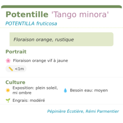Photo d'un Tango minora Floraison orange