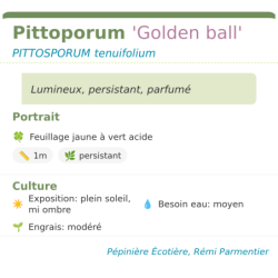  parfumé
