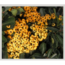 Photo d'un Saphyr® Jaune Persistant