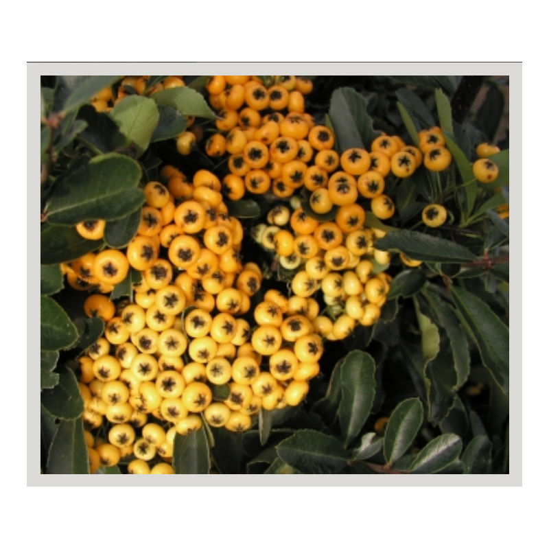 Photo d'un Saphyr® Jaune Persistant