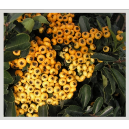 Photo d'un Saphyr® Jaune Persistant