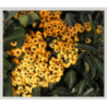 Photo d'un Saphyr® Jaune Persistant