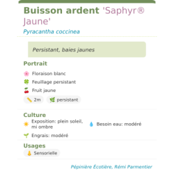 Photo d'un Saphyr® Jaune Persistant