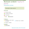 Photo d'un Saphyr® Jaune Persistant