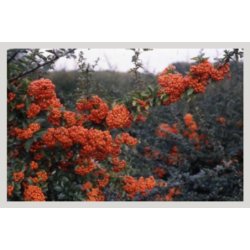 Photo d'un Saphyr® Orange Persistant