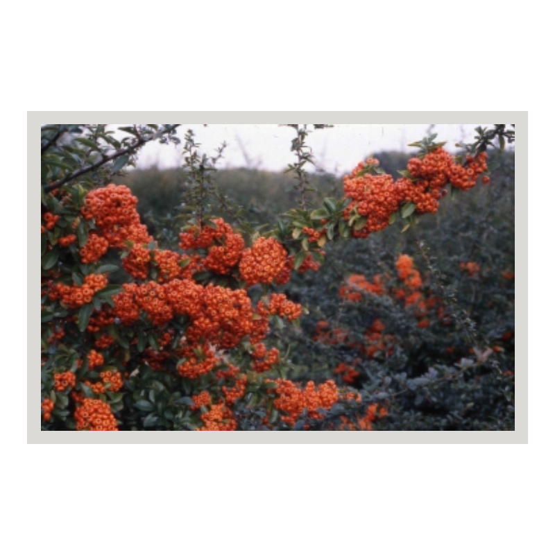 Photo d'un Saphyr® Orange Persistant
