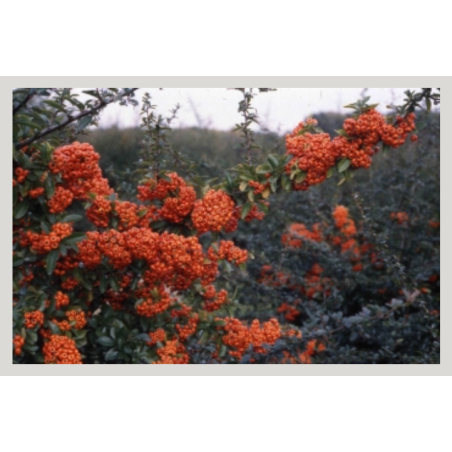 Photo d'un Saphyr® Orange Persistant