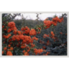 Photo d'un Saphyr® Orange Persistant