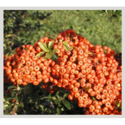  baies oranges