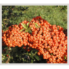 baies oranges